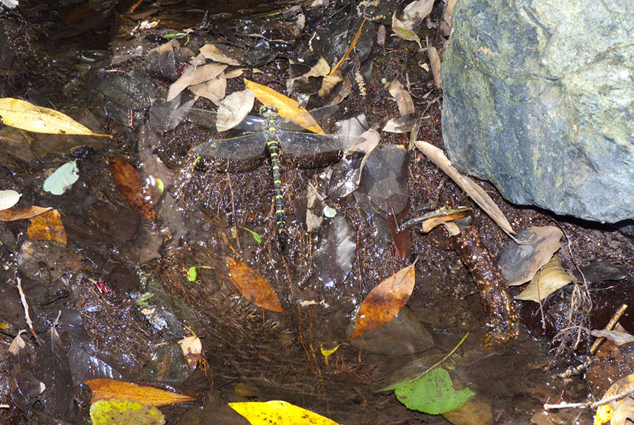 Cordulegaster boltonii